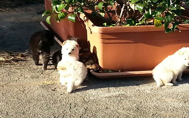 Cuccioli Torre Inserraglio