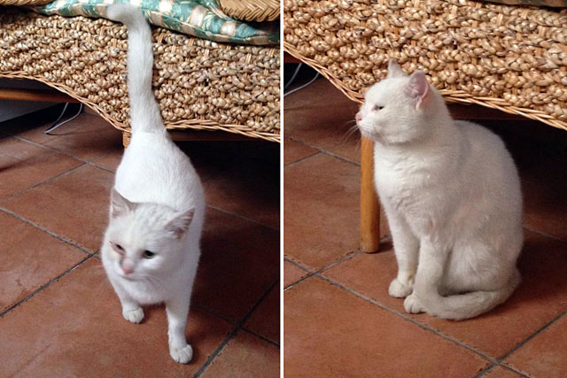 Gatto bianco trova casa
