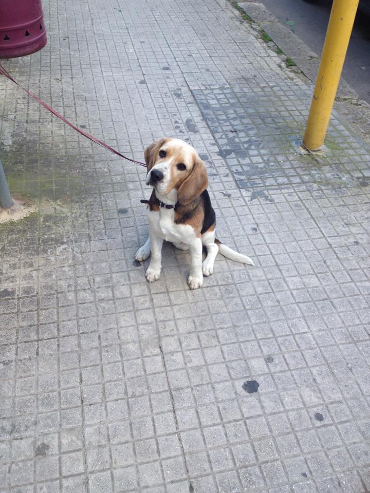 cucciolo smarrito
