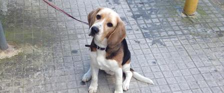 cucciolo smarrito 1