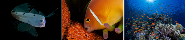 Concorso fotgrafico subacqueo 2013 web0