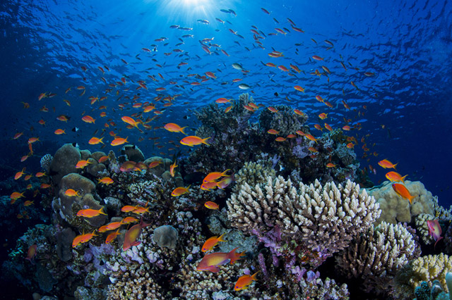 Concorso subacqueo 2013 webPietro Cremone