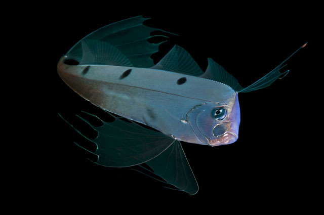 Concorso subacqueo webGiuseppe Piccioli Resta