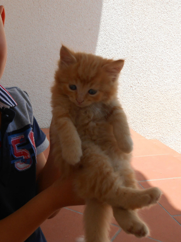 gattino