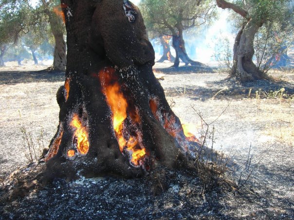 incendio oliveto facebook