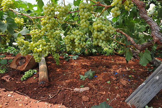 tendone leopizzi 01 pdm