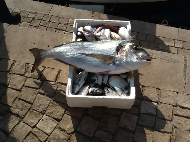 Orata gigante Santa Caterina 2