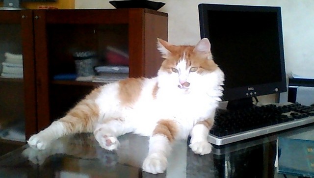 GATTOLINO