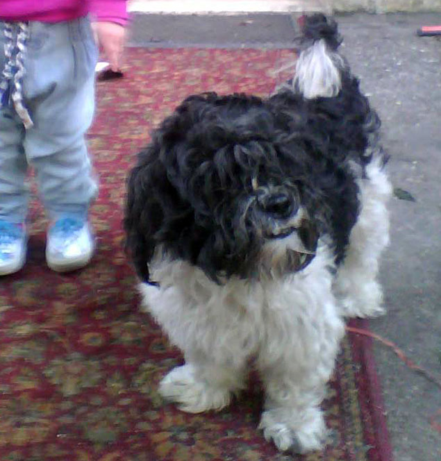 Gieri cane scomparso