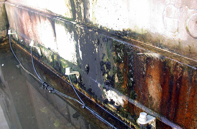 Guano fontana toro web4