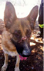 cane salvato casarano