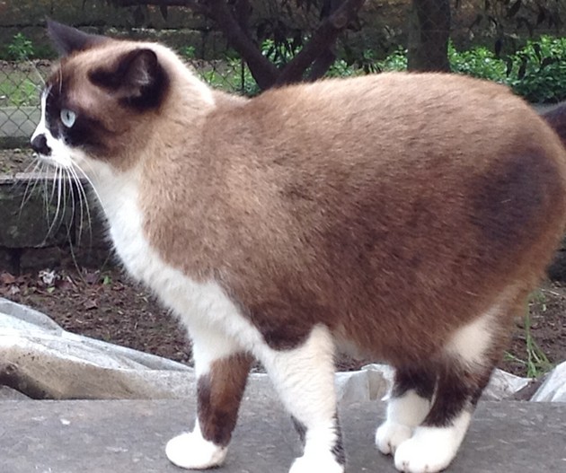 gattina1