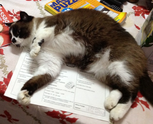 gattina2