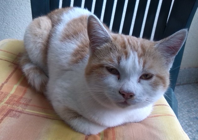 GATTO
