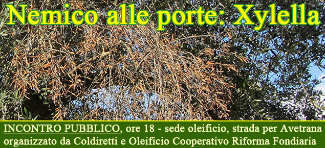 banner xylella incontro