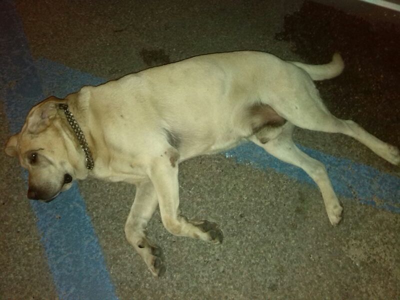 labra