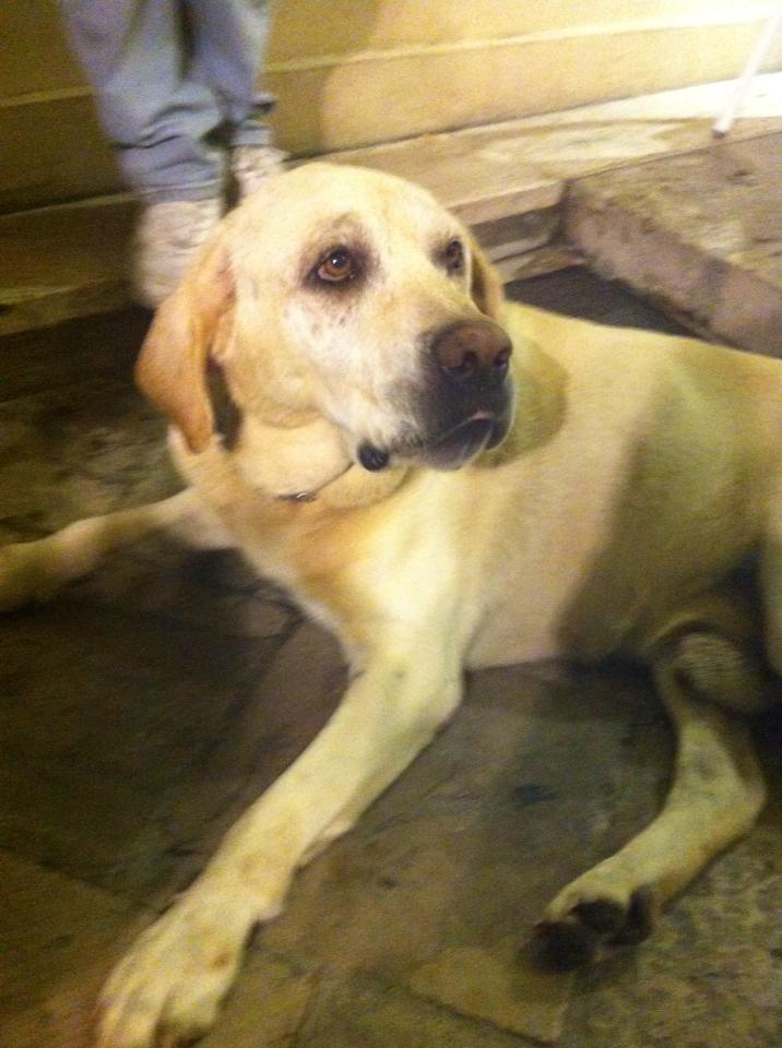 labrador 01