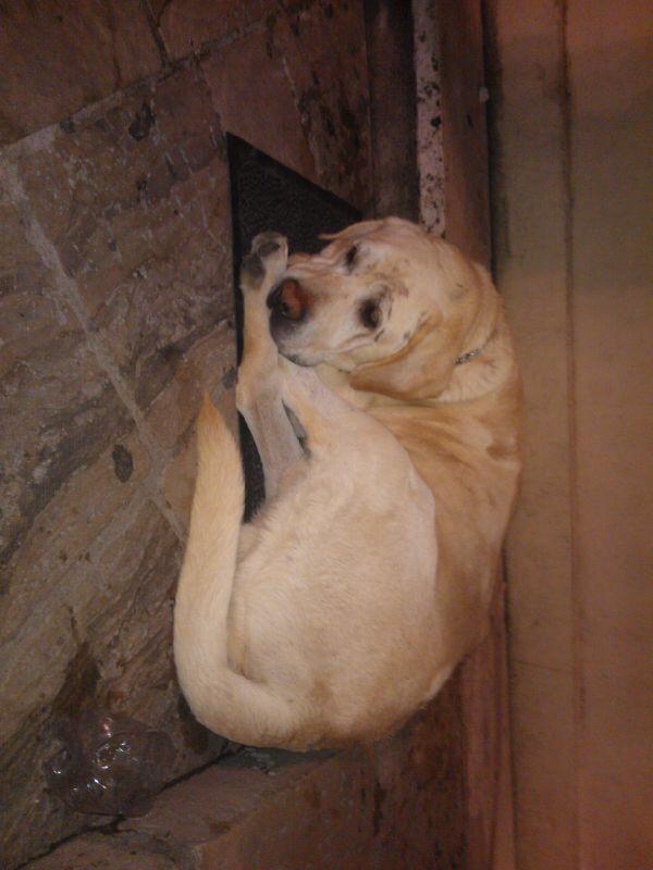 labrador 02