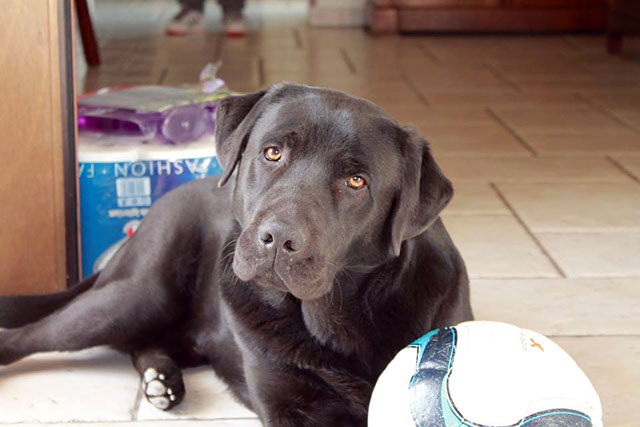 Labrador Leo web1