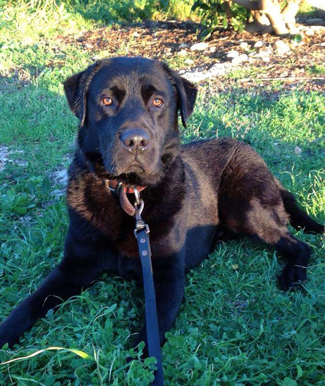 Labrador Leo web2