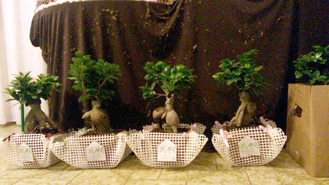 Bonsai ANT natale 2014