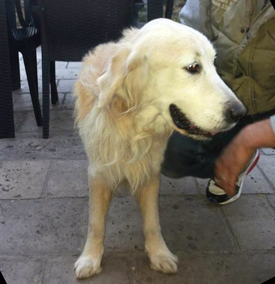 Cane amo pesca