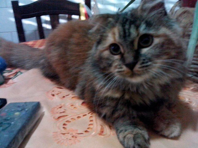 Gattina smarrita ninobixio