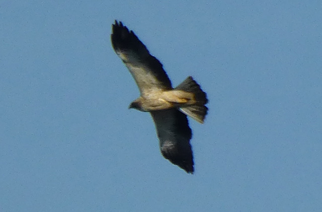 aquila-nardo