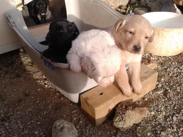 canini