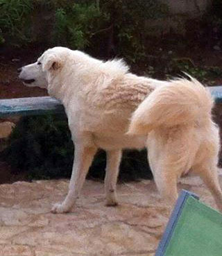 Cagnolina Mia web