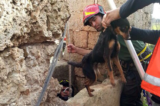 Cani Garzuto web4