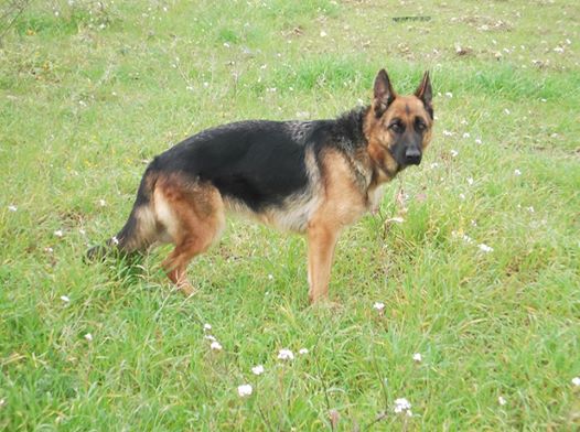 cane