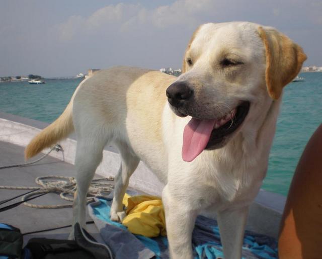 labrador
