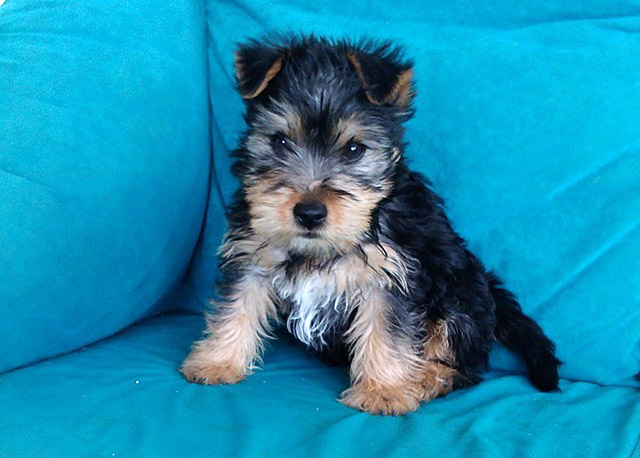 Cucciolo yorkshire terrier