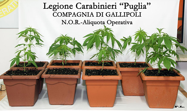 Piantine marijuana carabinieri