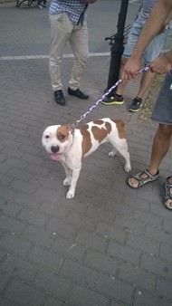 foto cane villa