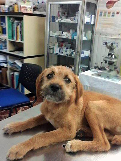 Cucciolo cerca casa 3mag2014