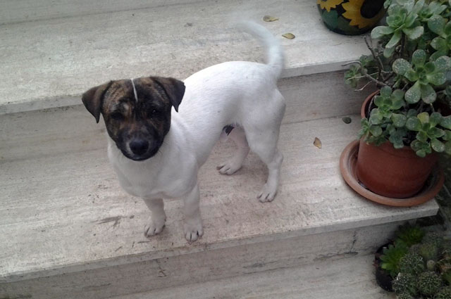 Jack Russel via Farina
