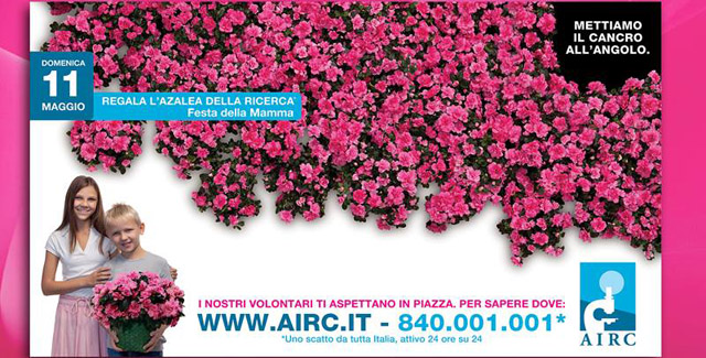 azalea festa mamma 2014