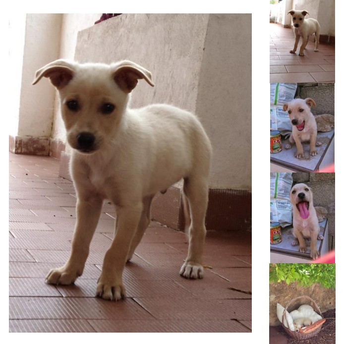 cucciolo