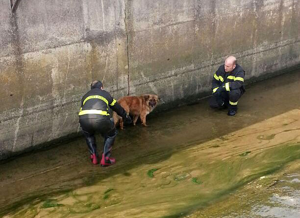 Cane salvato vigili fuoco