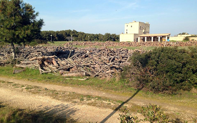 Legna tagliata portoselvaggio