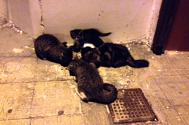 Gattini SCaterina web1