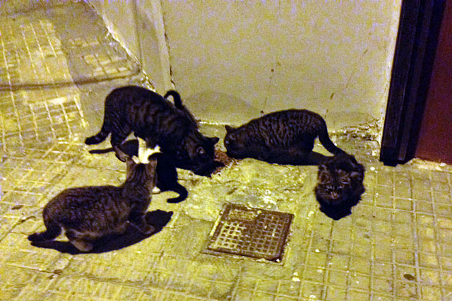 Gattini SCaterina web2