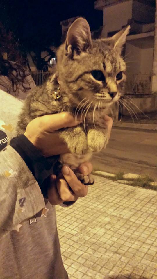 gattina