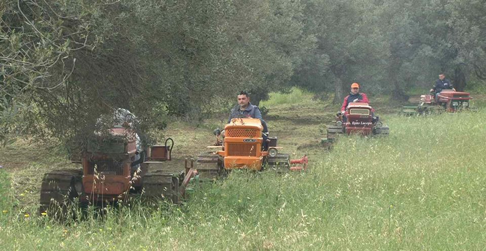 Trattori ulivi