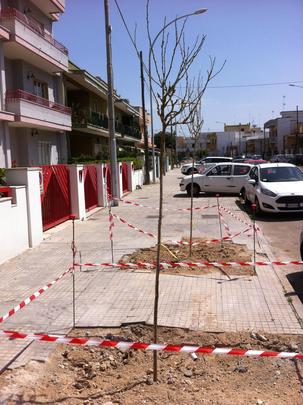 alberi via secchi 1