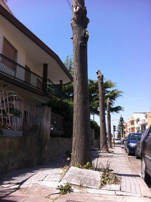 alberi via secchi 2