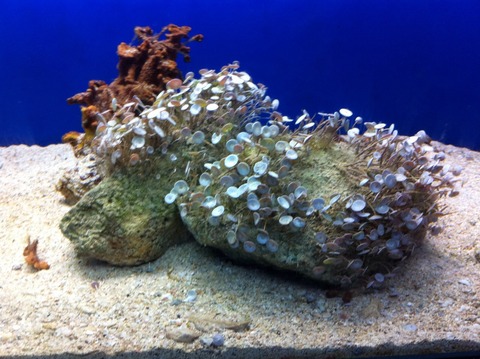 Acquario salento inaug web2