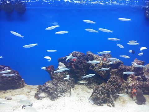 Acquario salento inaug web3